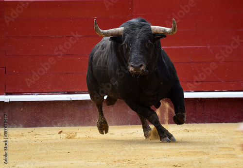 toro en corrida de toros en españa