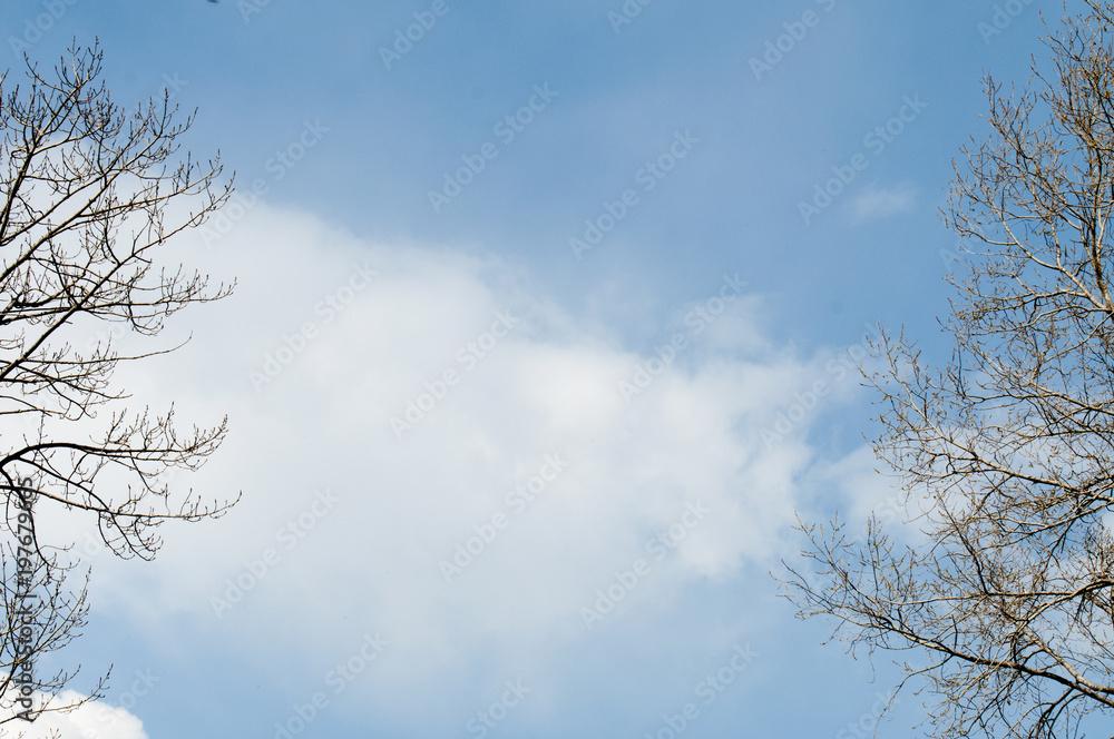 Blue sky and clouds between the tree branches