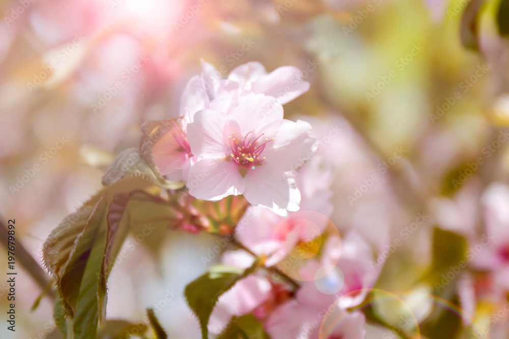 Obraz premium sakura. kwiat wiśni wiosną, piękne różowe kwiaty