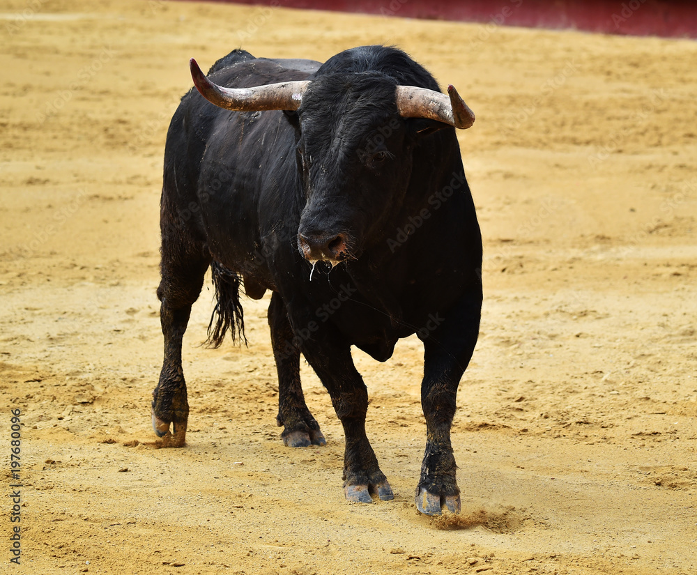 toro en corrida de toros en españa toro en corrida de toros en españa