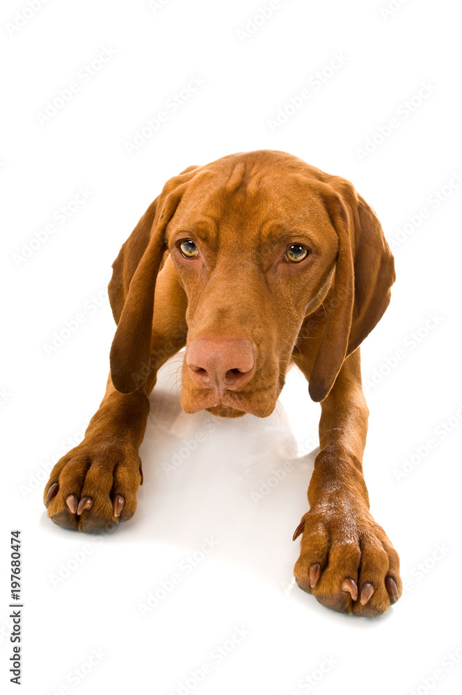 Magyar Vizsla isoliert auf weißem Hintergrund Magyar Vizsla isoliert auf weißem Hintergrund