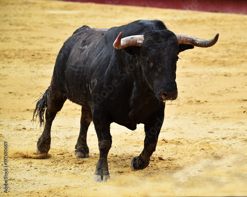 toro en corrida de toros en españa