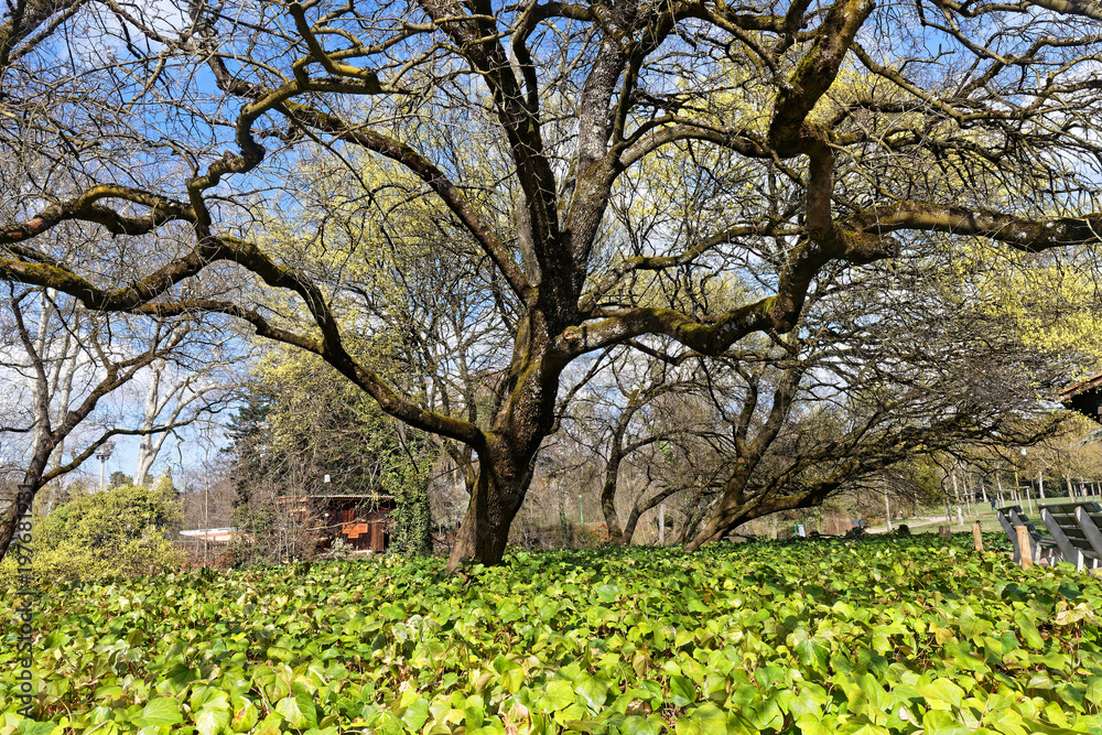 Au Parc de la Tête d'Or