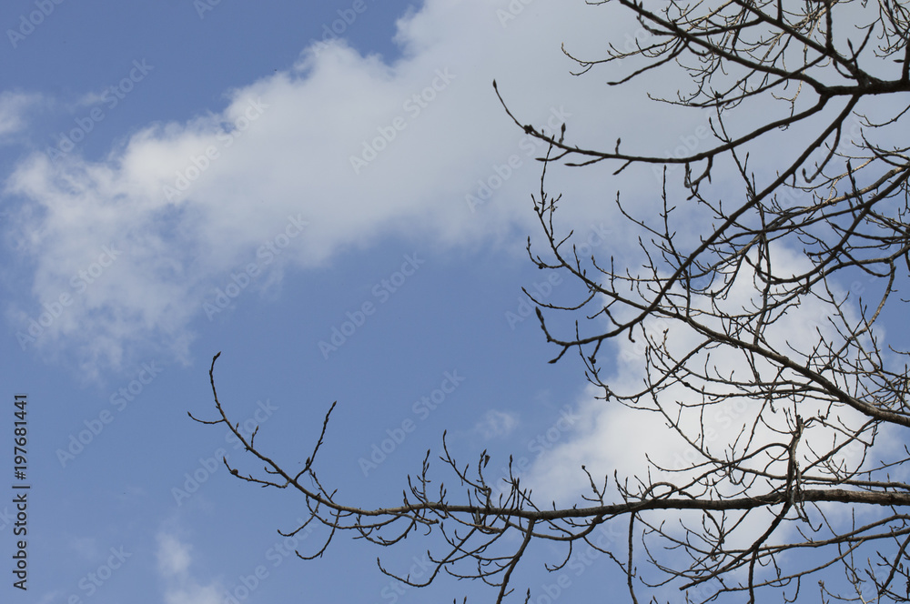 The tree branches under the clouds The tree branches under the clouds
