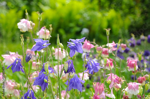Fotografia Bright garden flowers in early spring (flower Aquilegia)