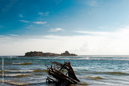 angesp  lter Baum am Strand