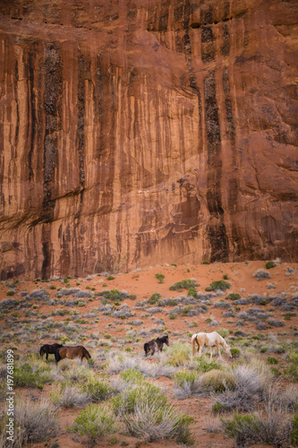 Navaho horses in northern Arizona.