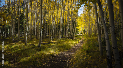 Backlit aspens near Flagstaff, Arizona.  © Larry