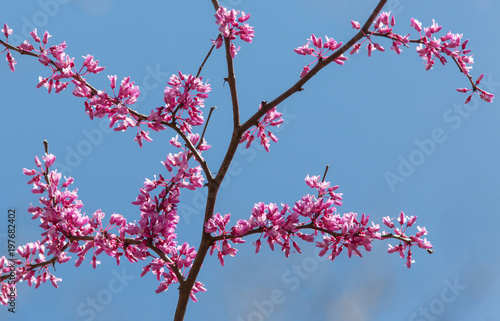Flowering redbud tree