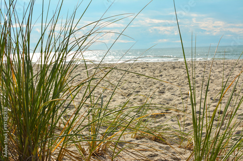 Dune grass and beach on the Atlantic OCean