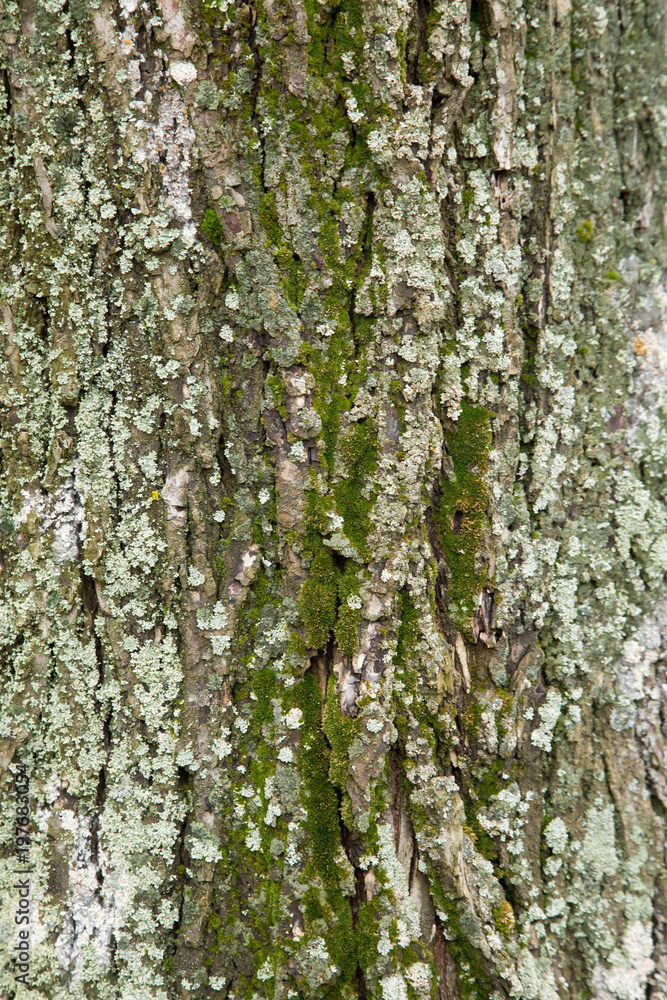 Obraz premium The texture of the tree bark