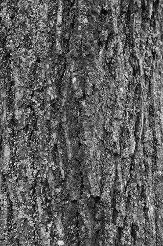 The texture of the tree bark