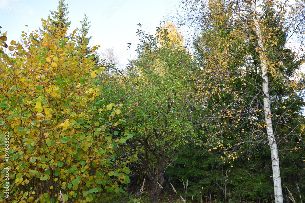 forest forest