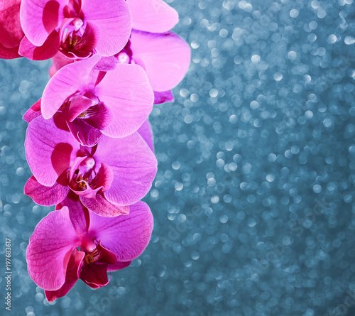  floral greeting card of a branch of a bright pink Orchid on a blue delicate shiny background