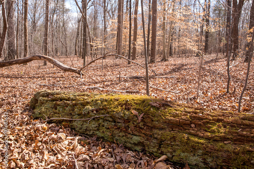 Fallen tree covered in moss.