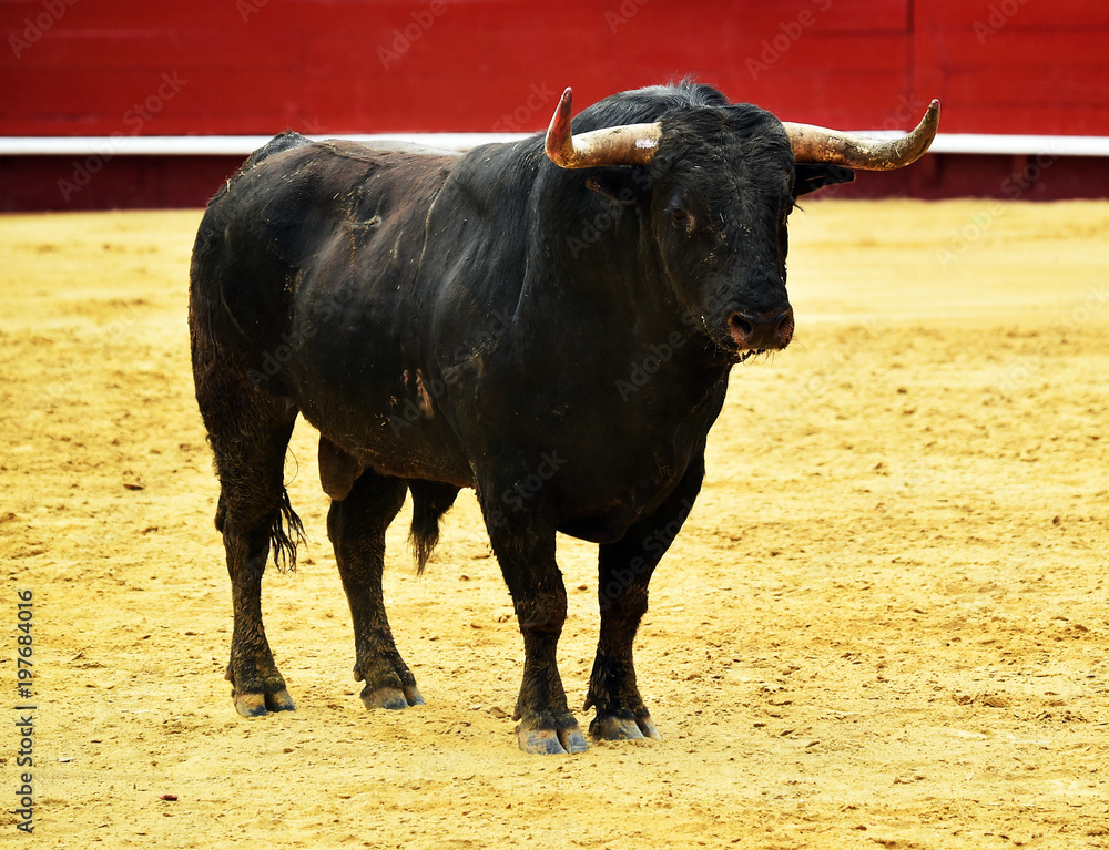 toro en españa toro en españa