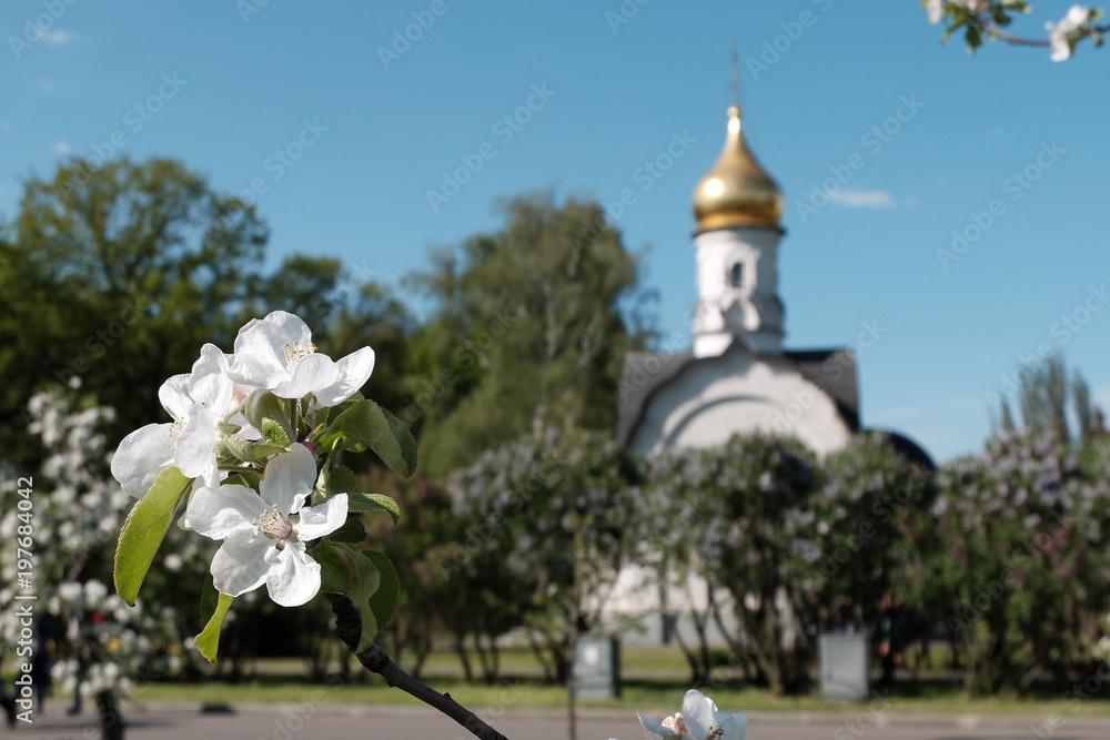 Blossoming apple tree, close-up, church