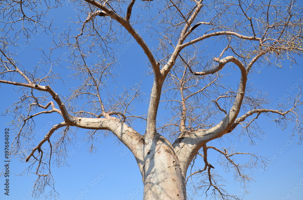 The African landscape. Baobab. Zimbabwe The African landscape. Baobab. Zimbabwe