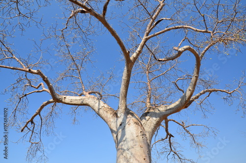The African landscape. Baobab. Zimbabwe © Oleg Saenko