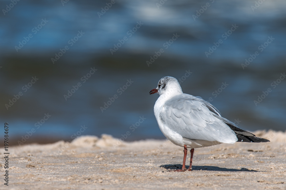 A black-headed gull sits between frozen breakwaters. Concept vacation and travel or animals A black-headed gull sits between frozen breakwaters. Concept vacation and travel or animals