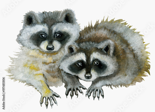 Cute raccoons watercolor illustration isolated on white.