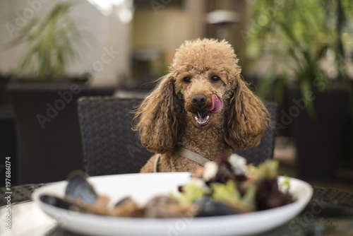 dog dinner in restaurant 