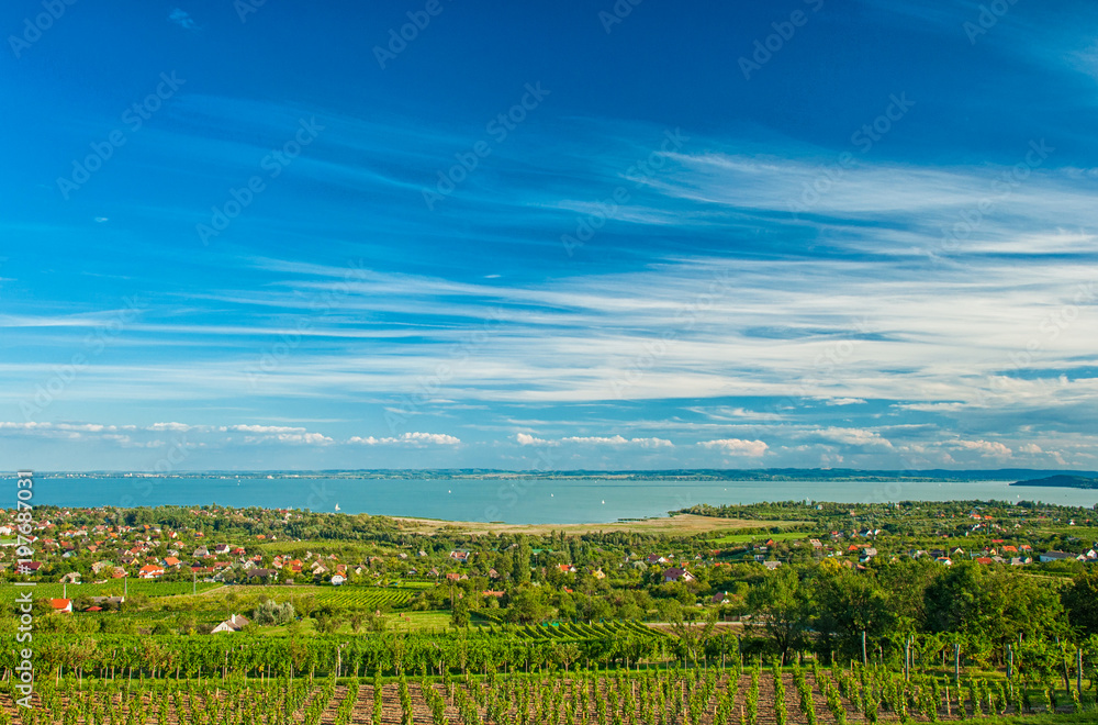 Nice vineyard in Hungary at lake Balaton