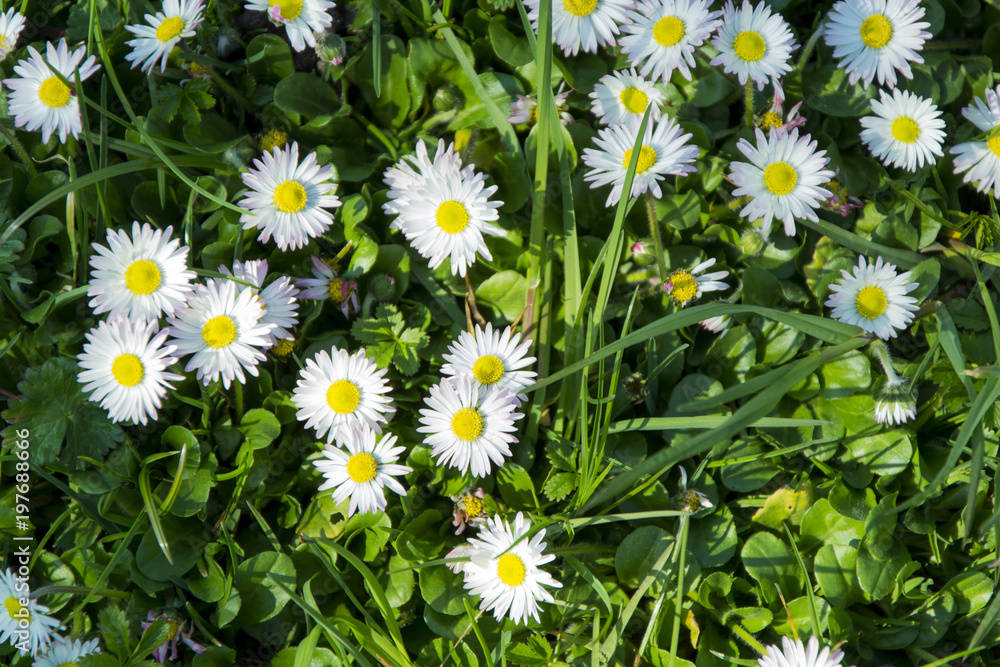 Fototapeta premium Daisy spring meadow flower