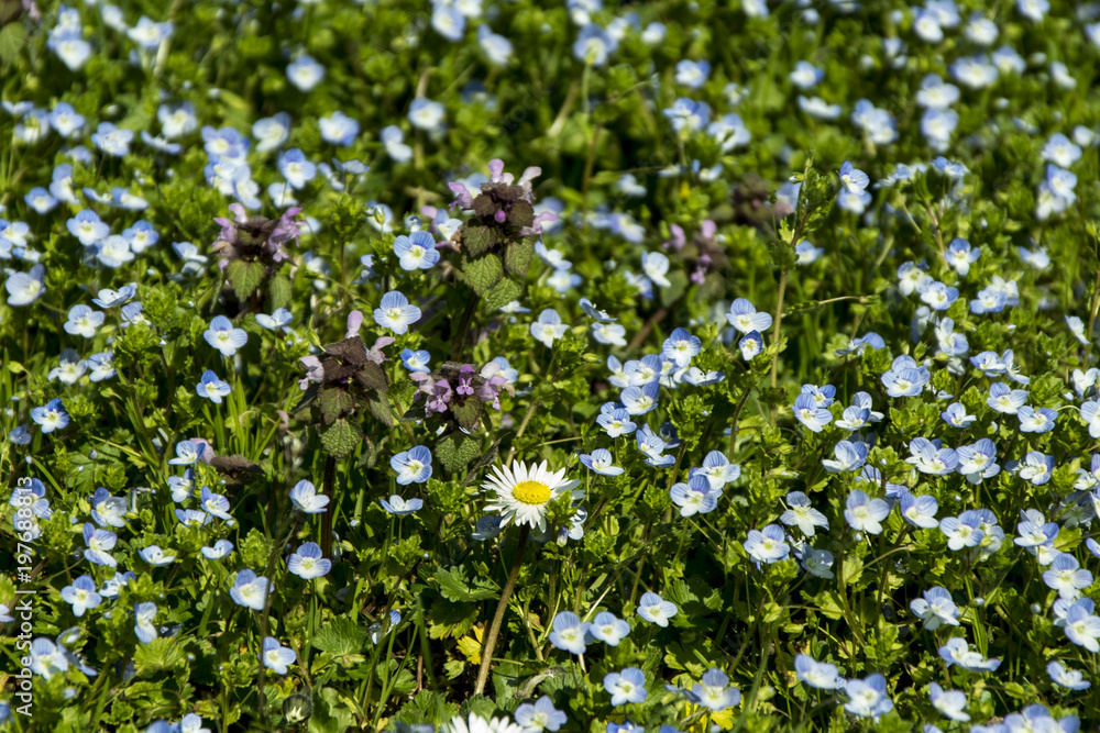 Veronica chamaedrys, germander speedwell, bird's-eye speedwell, meadow spring flower