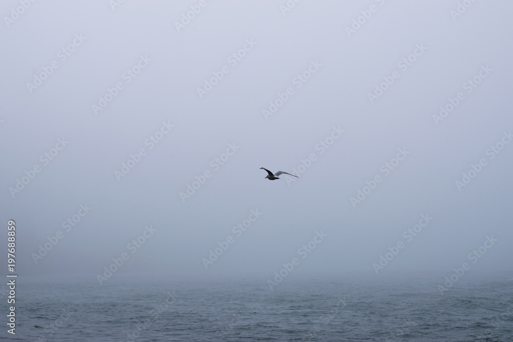 Gaviota surcando el mar en una espesa niebla