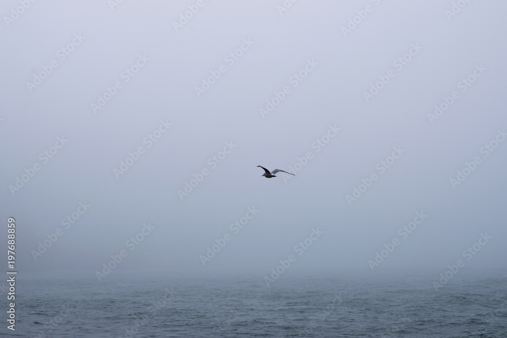 Fototapeta premium Gaviota surcando el mar en una espesa niebla