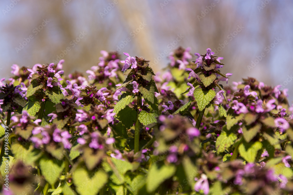 Obraz premium Meadow violet spring flower