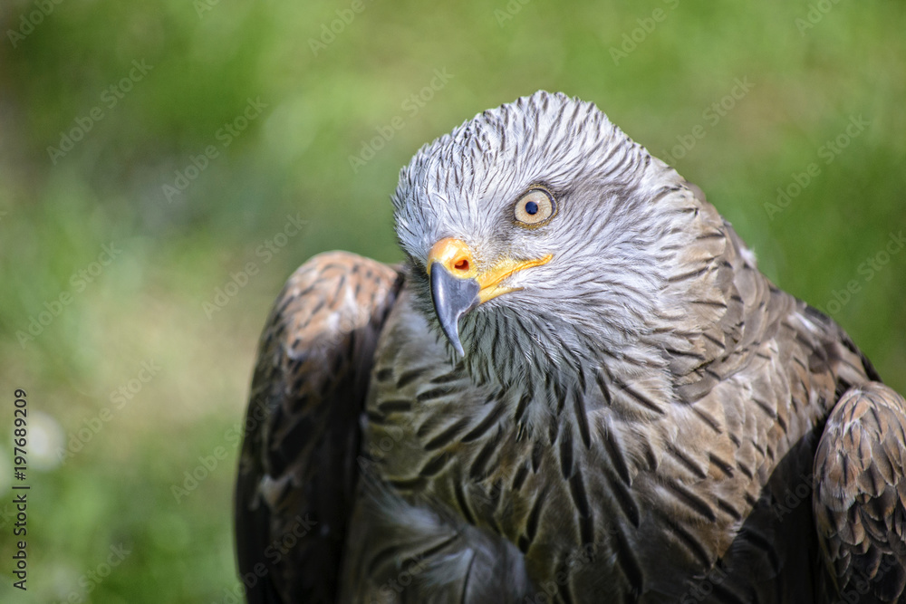 Portrait of a kite, controlled conditions. Taken in Cabarceno Natural Park in Spain, home to a hundred animal species from five continents living in semi-free conditions. Portrait of a kite, controlled conditions. Taken in Cabarceno Natural Park in Spain, home to a hundred animal species from five continents living in semi-free conditions.