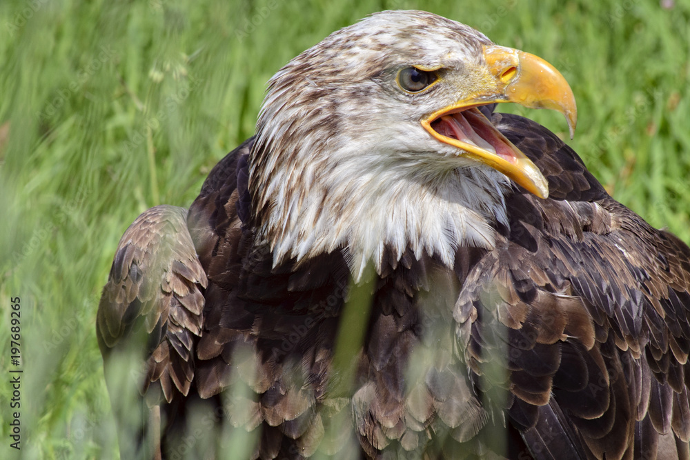 Obraz premium Portrait of a bald eagle, controlled conditions. Taken in Cabarceno Natural Park in Spain, home to a hundred animal species from five continents living in semi-free conditions.