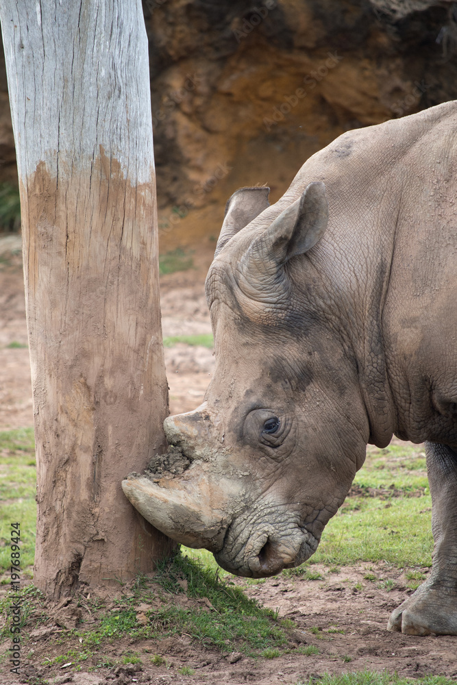 Portrait of a southern white rhinoceros, controlled conditions Portrait of a southern white rhinoceros, controlled conditions