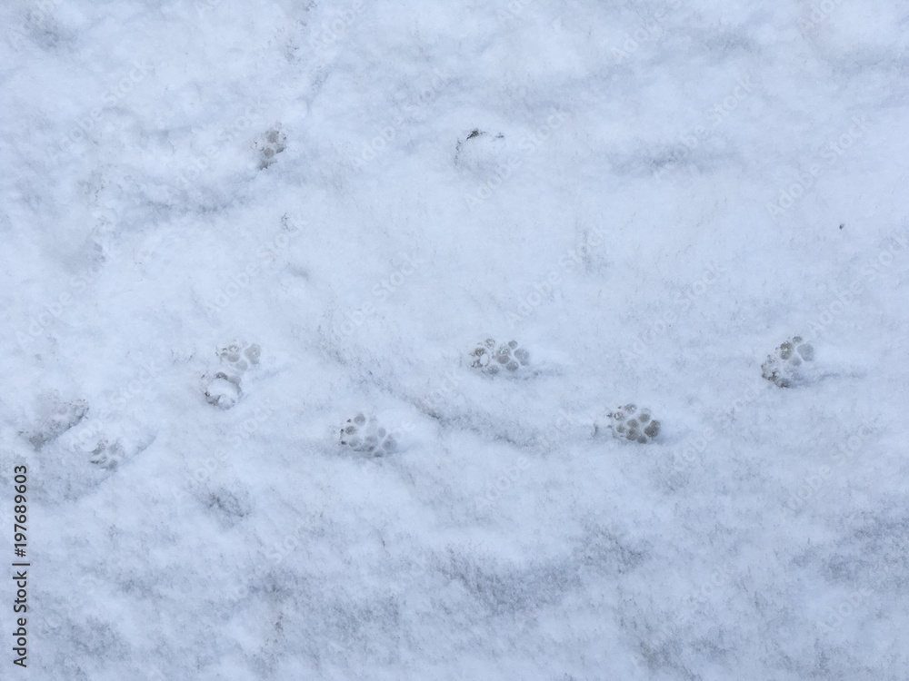 Footprints of a cat and dog in the snow in winter Footprints of a cat and dog in the snow in winter