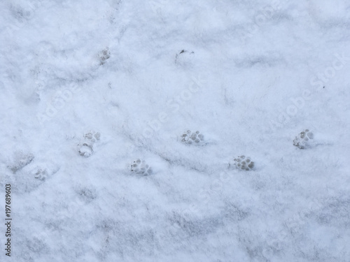 Footprints of a cat and dog in the snow in winter