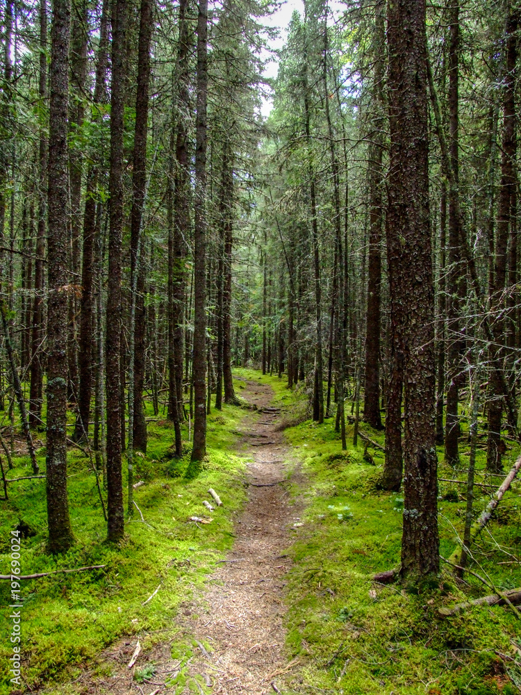 Well worn pathway through the forest Well worn pathway through the forest