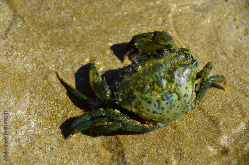 crab close-up 