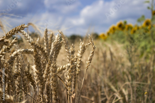 Ripe wheat field against a blue sky  Sunny summer day. Spikes of rye. Nature. The sunflower in the background.