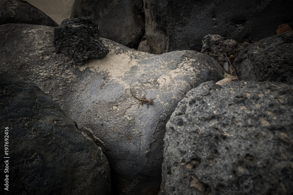 Lizard on a Rock