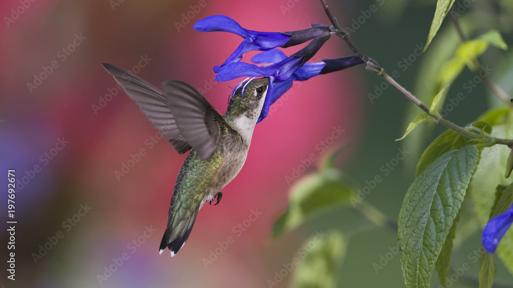 Fototapeta premium Making the Garden Rounds