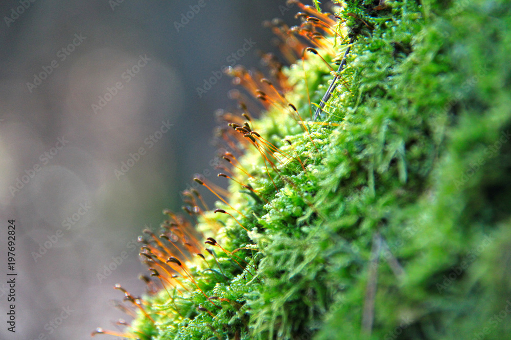 Naklejka premium Moos