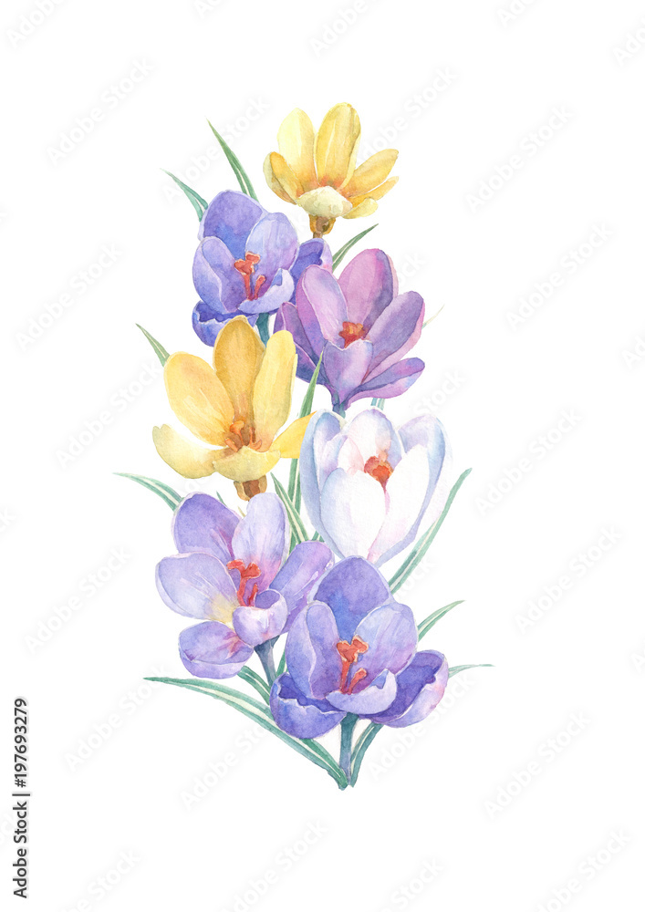 Obraz premium Bouquet of colorful spring flowers on a white background. Watercolor illustration with yellow, white and violet crocuses. Can be used as greeting cards, wedding invitations, birthday, mothers day.