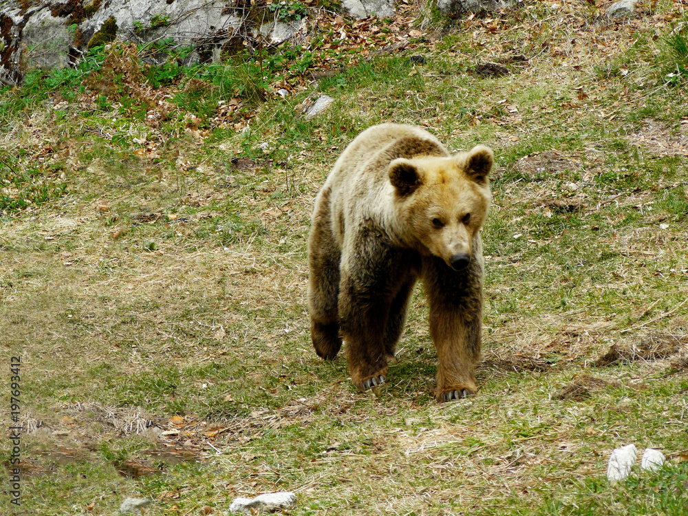 Fototapeta premium Brown bear, Ursus arctos in Rila Mountain, Bulgaria