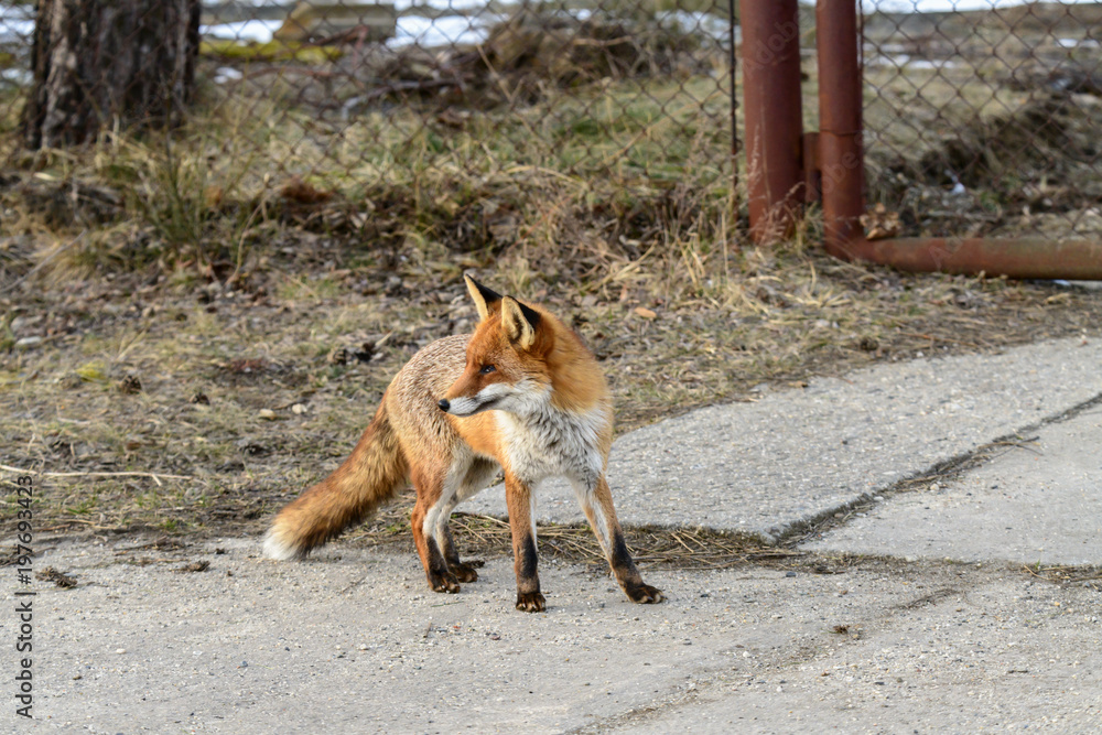Männlicher Rotfuchs , Rüde , beobachtet die Umgebung , obwohl ein Auge beschädigt ist