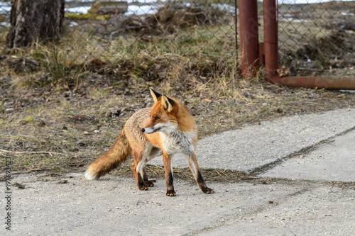Obraz na płótnie Männlicher Rotfuchs , Rüde , beobachtet die Umgebung , obwohl ein Auge beschädigt ist w salonie