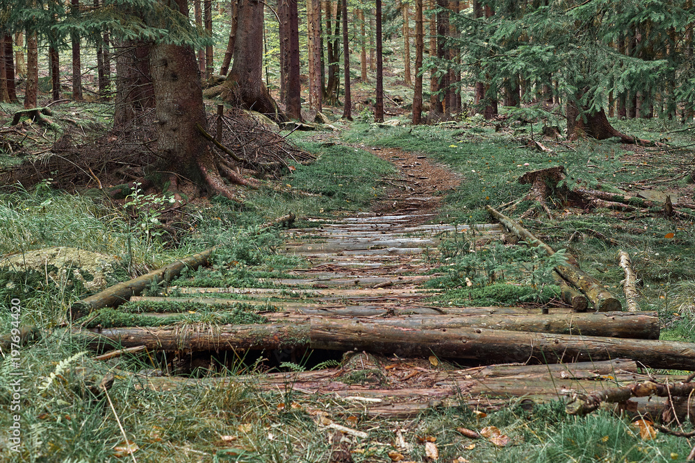 Nature pine forest with trail wooden road. Scandinavian forest in evening light. Nordic tree forest background. Travel concept. Landscape view. Nature pine forest with trail wooden road. Scandinavian forest in evening light. Nordic tree forest background. Travel concept. Landscape view.
