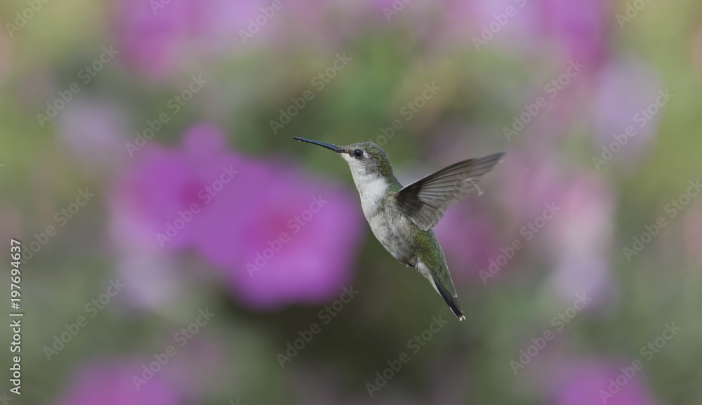 Fototapeta premium Living in Wonderland