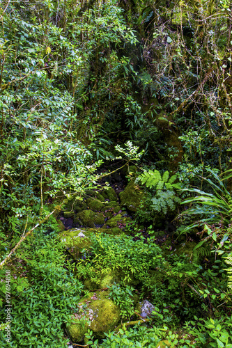 Jungle Sauvage Mur Végétal Naturel - Ile de la Réunion